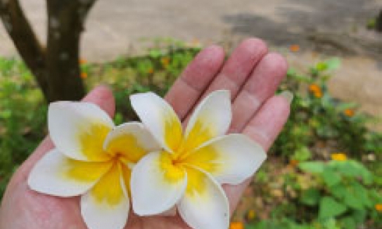 Ngọn hải đăng trong tim