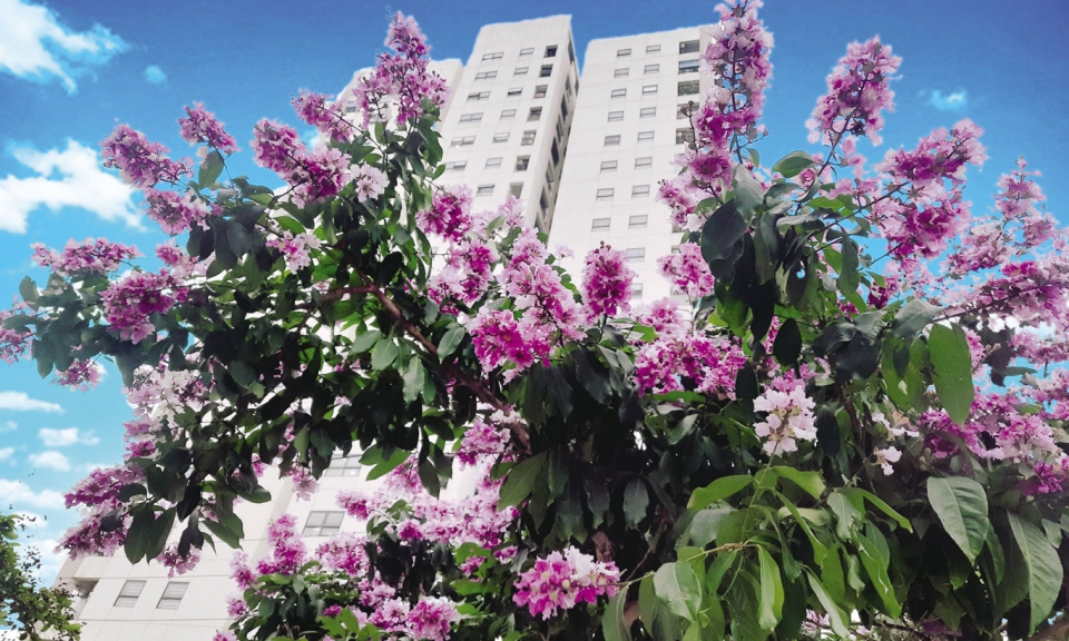Hoa tím tháng Năm