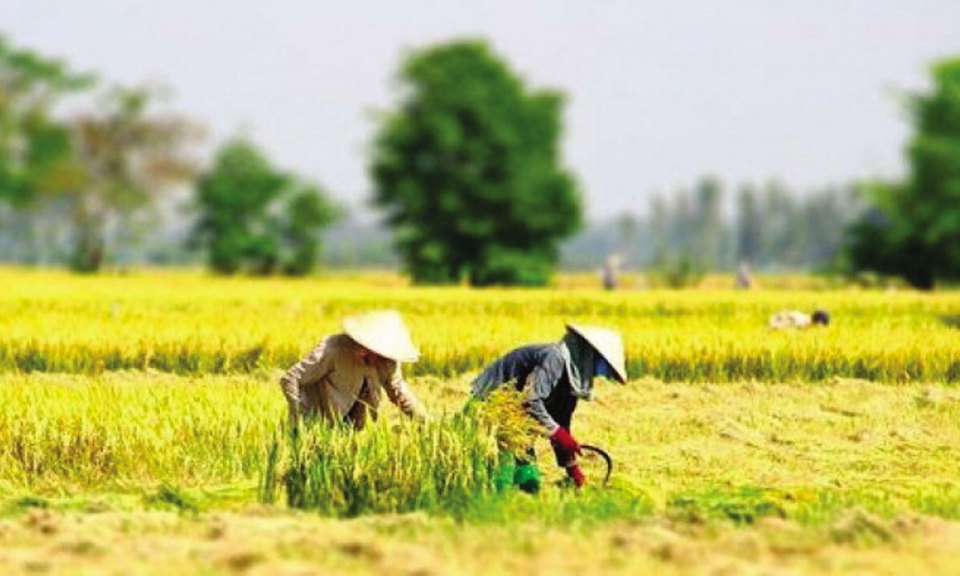 Thương nhớ mùa vàng