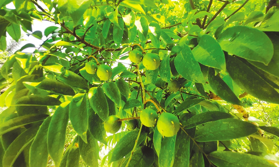 Món quà mùa hạ