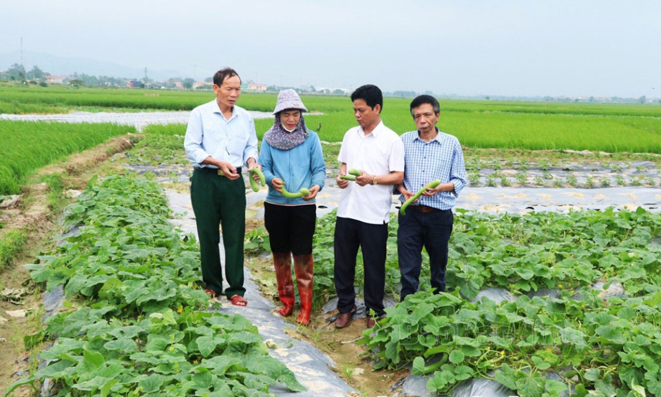 Thị xã Quế Võ phấn đấu gieo trồng 7.150 ha vụ mùa