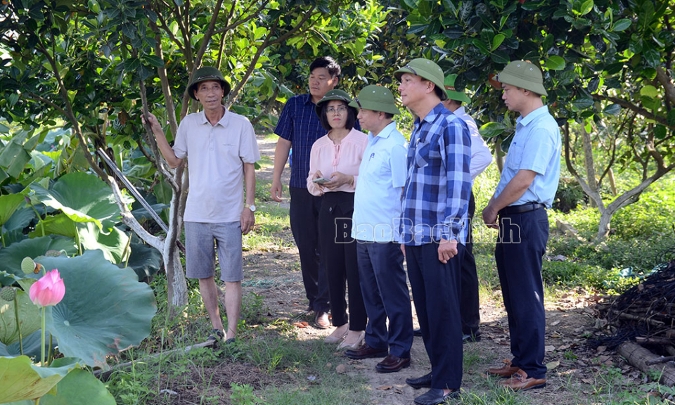 Giám sát tình hình thực hiện chính sách hỗ trợ sản xuất