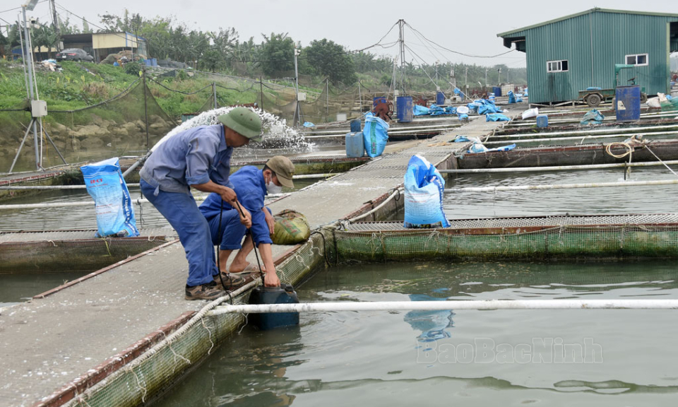 Tăng hơn 200 lồng nuôi cá trên sông