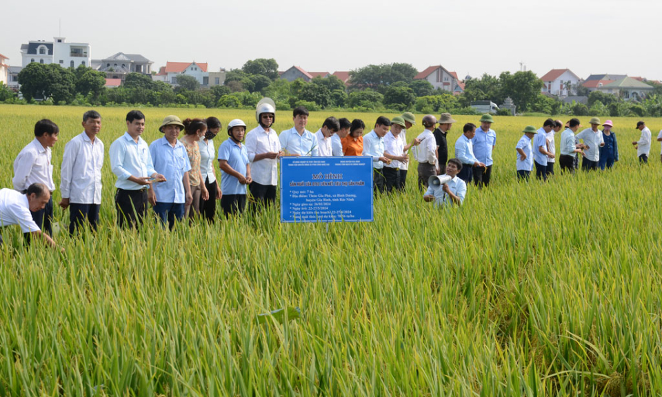 Hiệu quả mô hình sản xuất lúa  liên kết bao tiêu sản phẩm