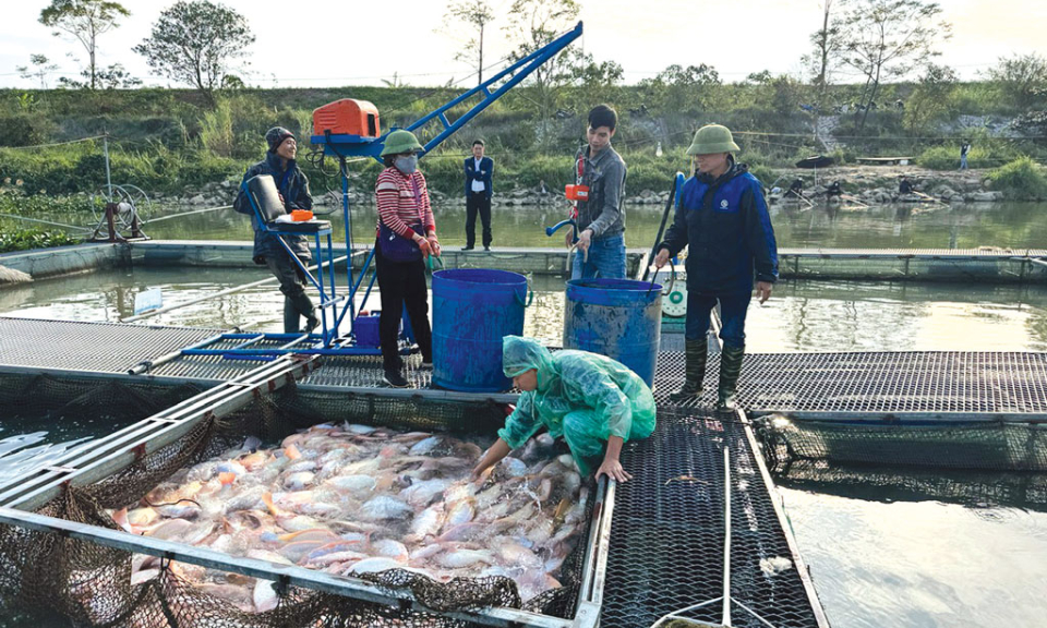 Tăng sức đầu tư vốn cho lĩnh vực “Tam nông”