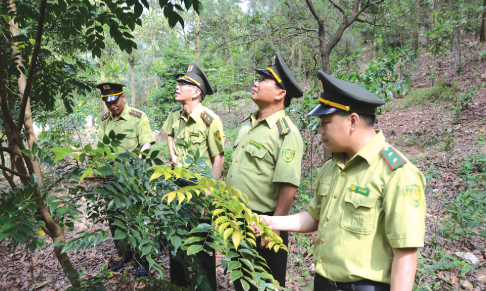 Chủ động phòng, chống cháy rừng mùa nắng nóng