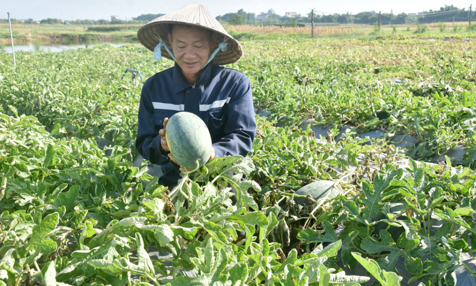 Vụ rau làm giàu vùng bãi