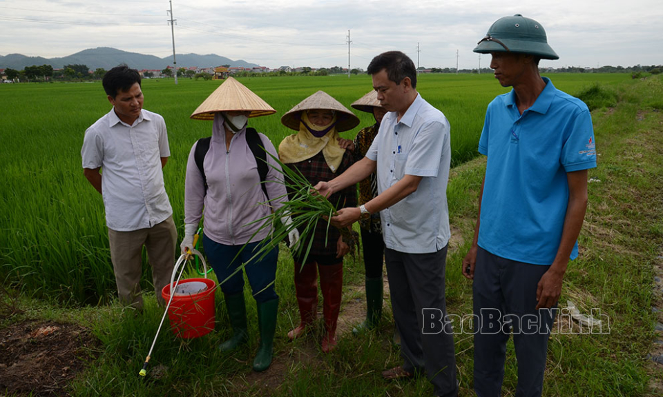 Bảo đảm năng suất, chất lượng lúa mùa