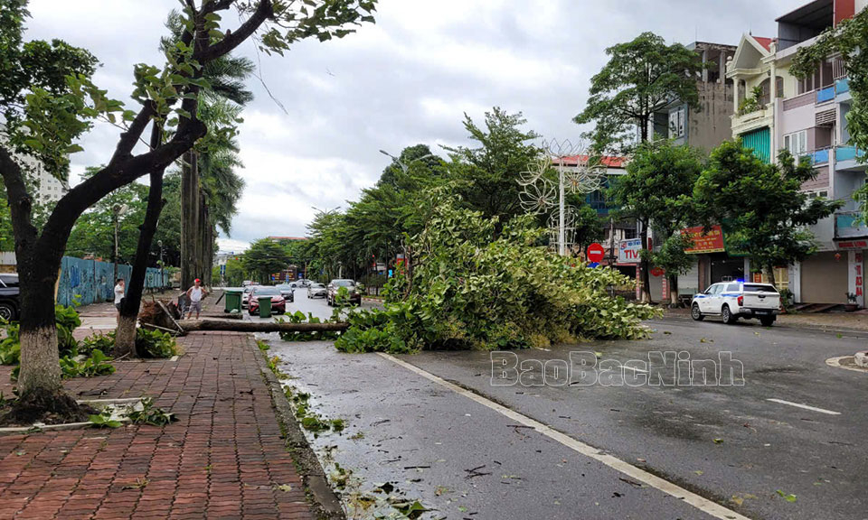 Thành phố Bắc Ninh: Nhiều cây xanh đổ, người dân cần hạn chế ra đường