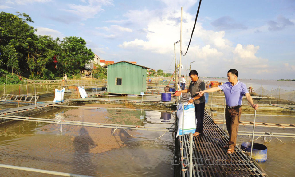 1 nông dân Bắc Ninh được trao tặng danh hiệu Nông dân Việt Nam xuất sắc năm 2024