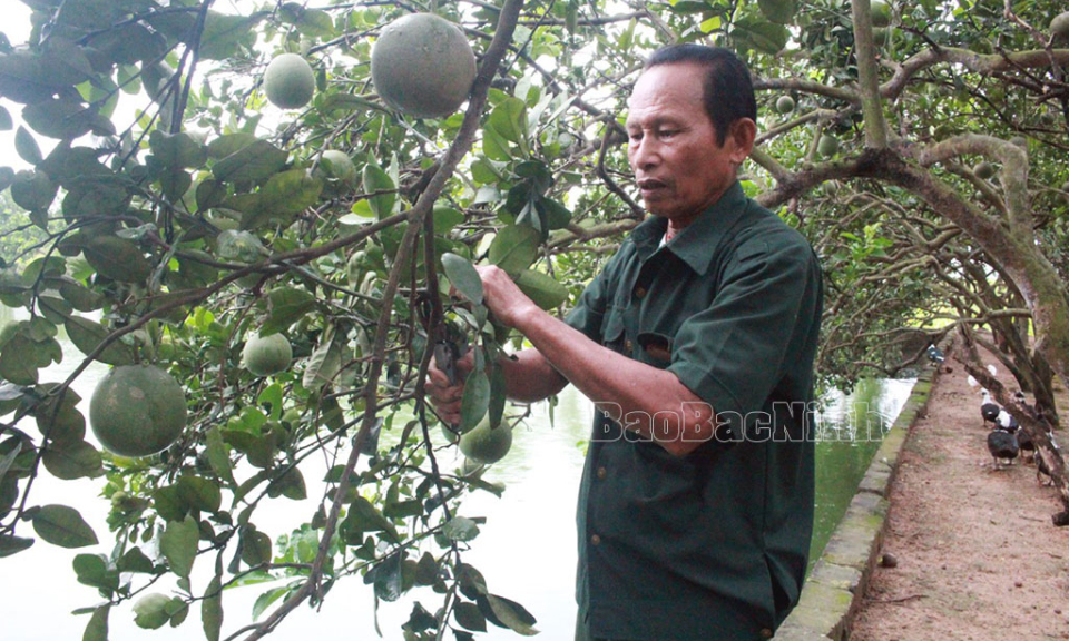 Thăm trang trại của thương binh Nguyễn Sỹ Hồi