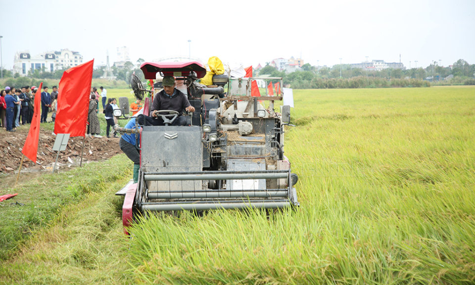 Giống lúa J02 gieo cấy vụ mùa đạt năng suất trung bình 60 tạ/ha