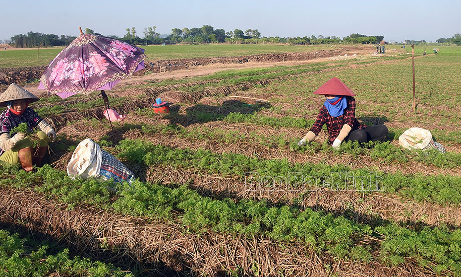 Toàn tỉnh gieo trồng 5.100 ha, đạt hơn 85% kế hoạch sản xuất vụ Đông