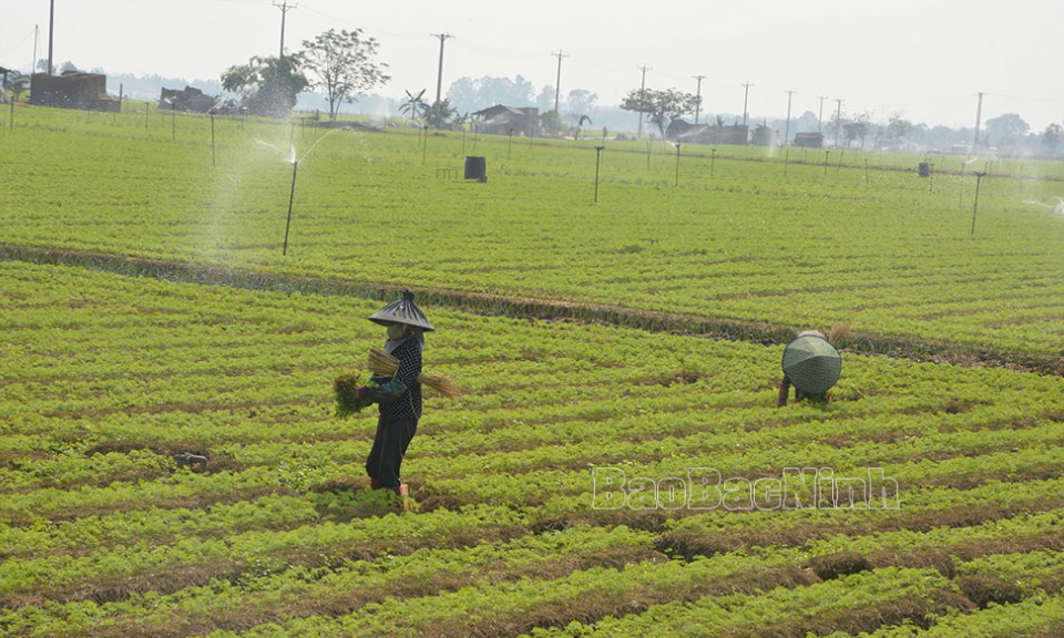 Cao Đức đẩy mạnh sản xuất vụ đông