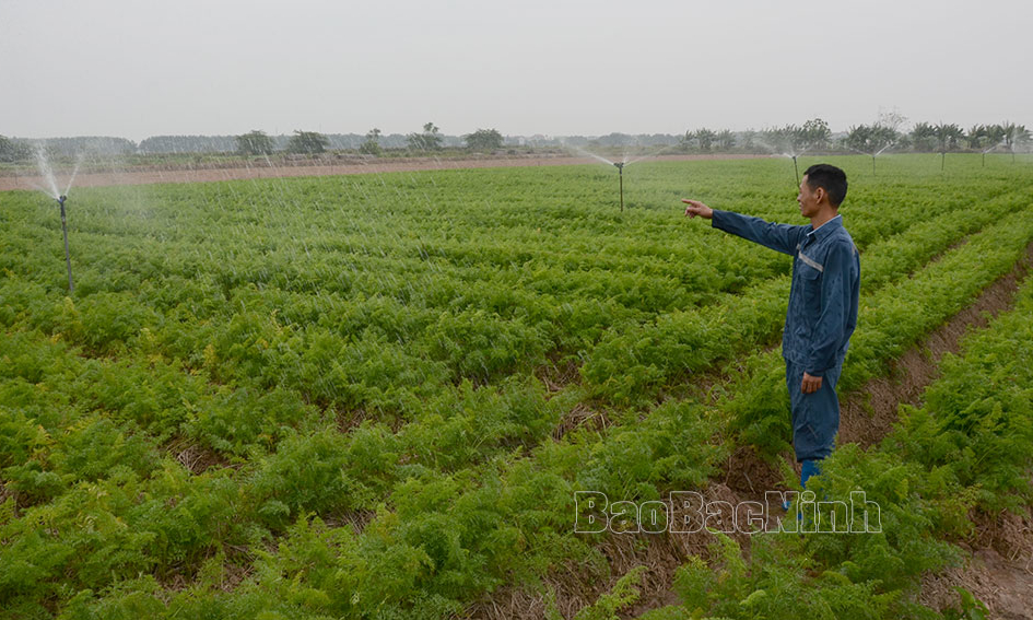 Lương Tài khai thác hiệu quả  tiềm năng, thế mạnh nông nghiệp