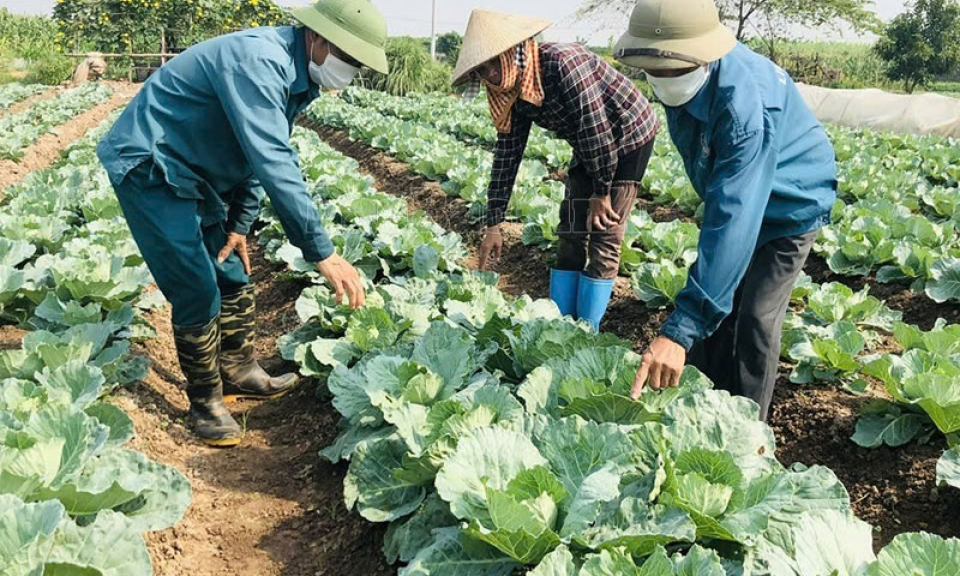 Gia Bình chuyển đổi hơn 278 ha cây trồng trên đất lúa