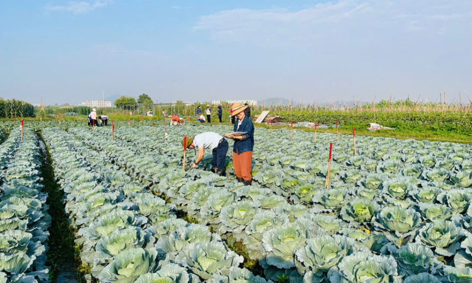 Tổng kết lớp đào tạo giảng viên về quản lý dịch hại tổng hợp trên cây rau vụ đông năm 2024