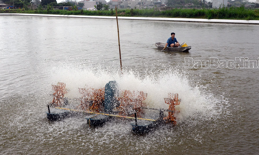 Hiệu quả mô hình nuôi cá rô phi