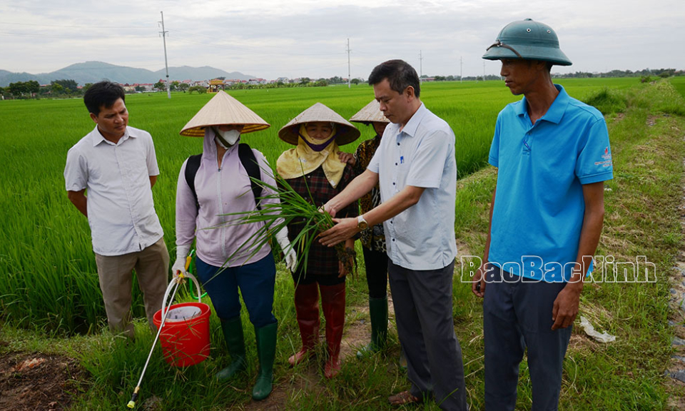 Phòng trừ sâu bệnh hại lúa xuân cuối vụ