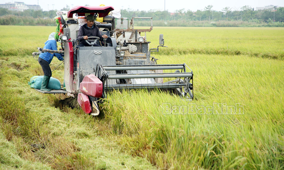 Tích tụ đất nông nghiệp nâng cao hiệu quả sản xuất