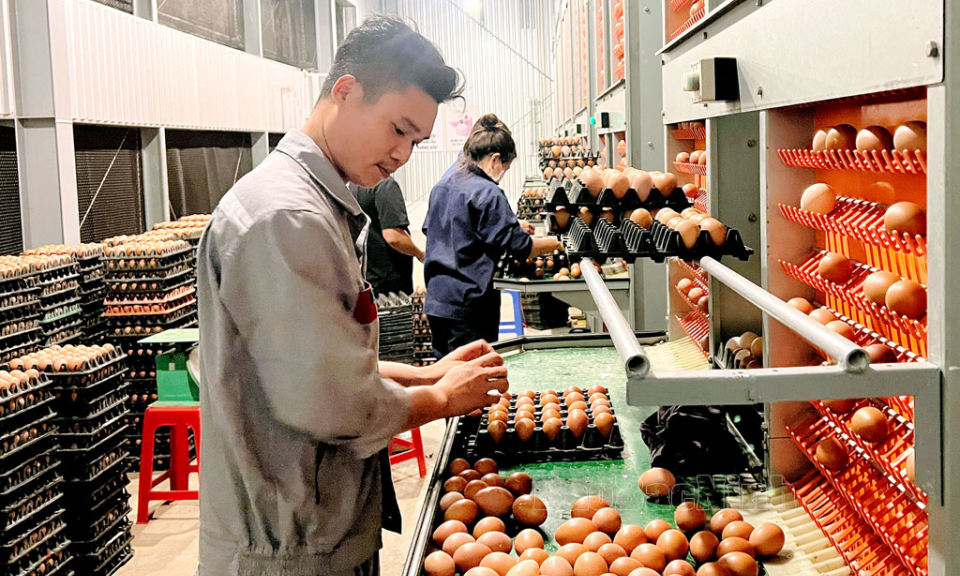 “Thiệt hại kép” với tin đồn trứng giả