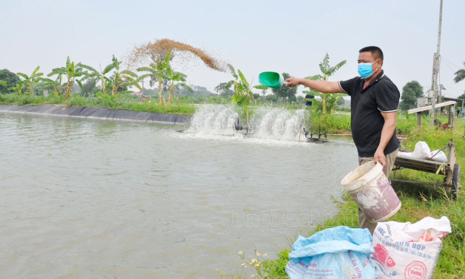 “Giải nhiệt” cho đàn vật nuôi vào mùa nóng