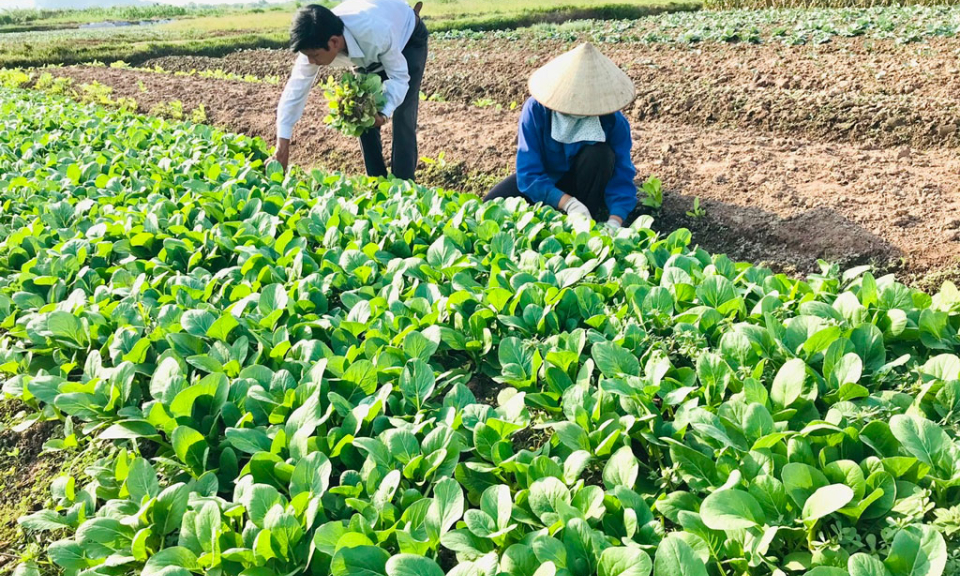 Phát triển sản xuất nông nghiệp theo chuỗi giá trị