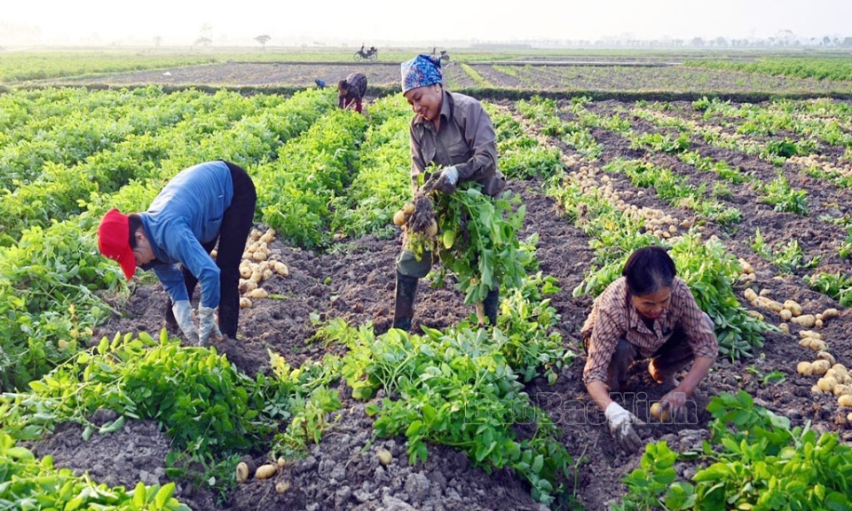 Nông nghiệp Bắc Ninh - Hướng tới tương lai xanh