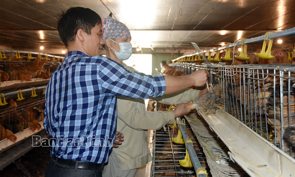 An toàn với quy trình chăn nuôi sinh học