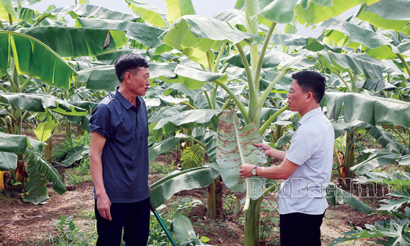 Mô hình trồng chuối cho thu nhập cao
