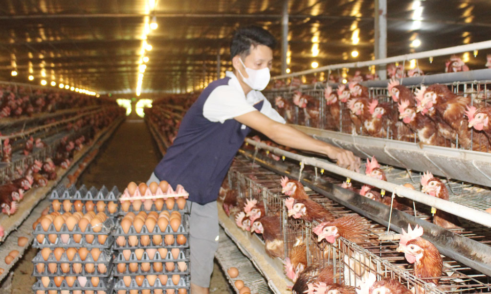 Gần 141.300 nông dân cam kết sản xuất, chế biến tiêu thụ nông sản an toàn