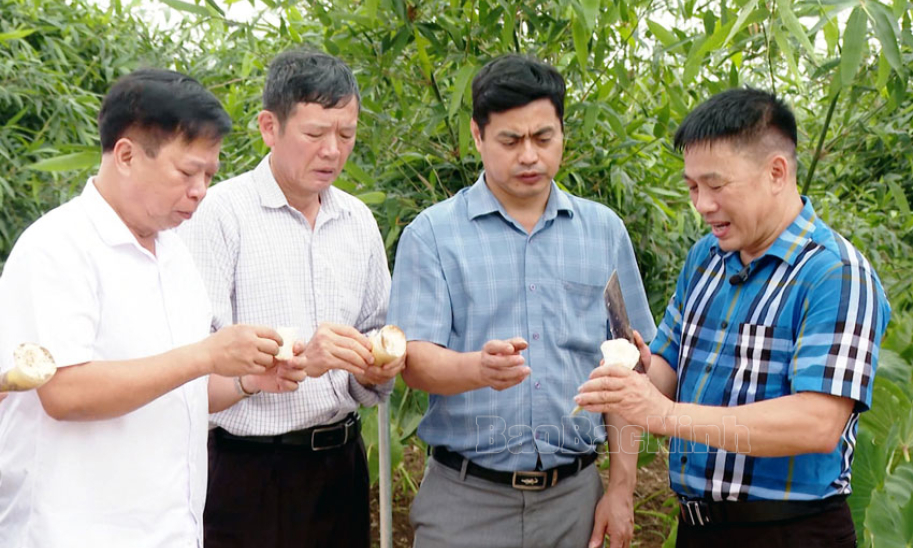 Nông dân Ngăm Mạc thuần hóa thành công tre lục trúc lấy măng