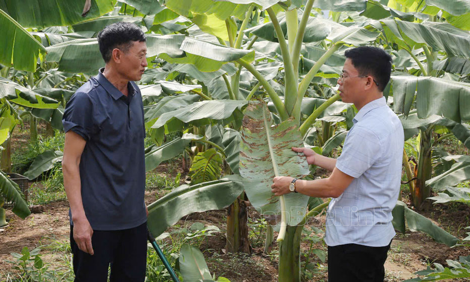 Tái thiết sản xuất nông nghiệp-  Đồng hành từ chính sách, động lực từ cộng đồng