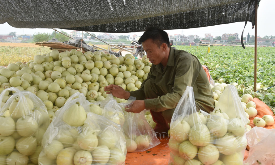 Mùa thu hoạch trên đất bãi