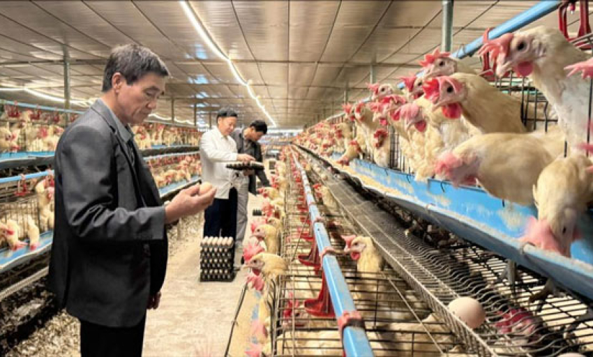 Nông nghiệp tuần hoàn: Mở đường cho tăng trưởng xanh