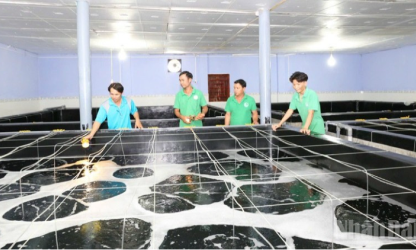 Để nghề sản xuất t&ocirc;m giống ở Kh&aacute;nh H&ograve;a ph&aacute;t triển bền vững