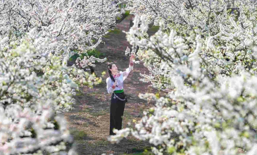 Hẹn ước m&ugrave;a hoa tr&ecirc;n cao nguy&ecirc;n Mộc Ch&acirc;u