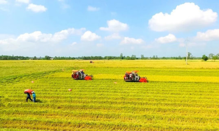 Năm 2026 cả nước dự kiến xuất khẩu khoảng 7,73 triệu tấn gạo h&agrave;ng h&oacute;a