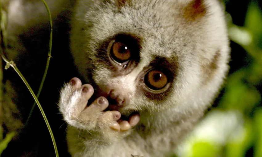 Kh&aacute;m ph&aacute; một Việt Nam đầy hoang d&atilde; v&agrave; b&iacute; ẩn qua ống k&iacute;nh truyền h&igrave;nh Bỉ