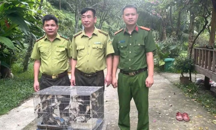 Thu giữ 200 con chim hoang d&atilde;