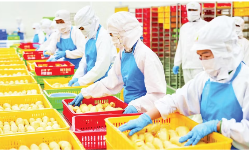 Doanh nghiệp dẫn dắt chuỗi gi&aacute; trị n&ocirc;ng nghiệp