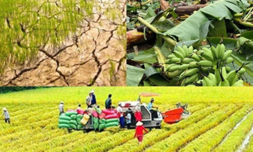 N&acirc;ng mức hỗ trợ ph&iacute; bảo hiểm n&ocirc;ng nghiệp