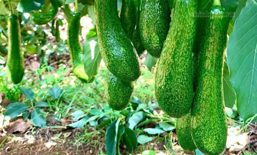 Xuất khẩu n&ocirc;ng nghiệp 9 th&aacute;ng: Chuyển từ lợi thế sản lượng sang gi&aacute; trị