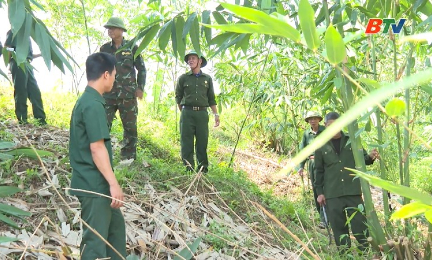 CCB x&atilde; Tuấn Đạo ti&ecirc;n phong, gương mẫu trồng tre giữ đất, giữ l&agrave;ng