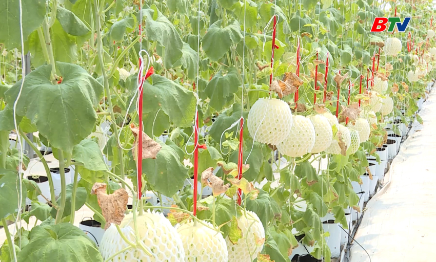 Giảm ngh&egrave;o bền vững: N&ocirc;ng nghiệp c&ocirc;ng nghệ cao g&oacute;p phần giảm ngh&egrave;o bền vững