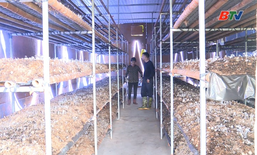 Giảm ngh&egrave;o bền vững: Trồng nấm - mở lối tho&aacute;t ngh&egrave;o