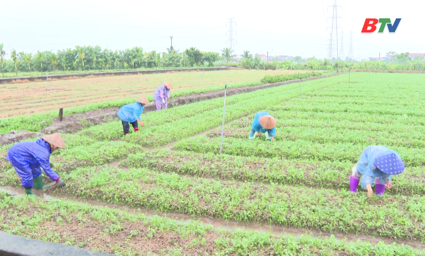 L&agrave;m gi&agrave;u từ đồng đất qu&ecirc; hương