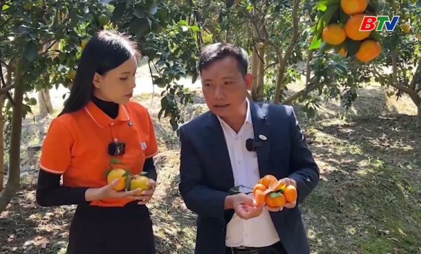 Livestream b&aacute;n tr&aacute;i c&acirc;y c&oacute; m&uacute;i tr&ecirc;n s&agrave;n thương mại điện tử 