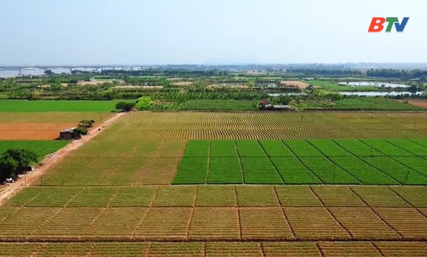 N&ocirc;ng th&ocirc;n mới: HTX hạt nh&acirc;n ph&aacute;t triển kinh tế n&ocirc;ng th&ocirc;n