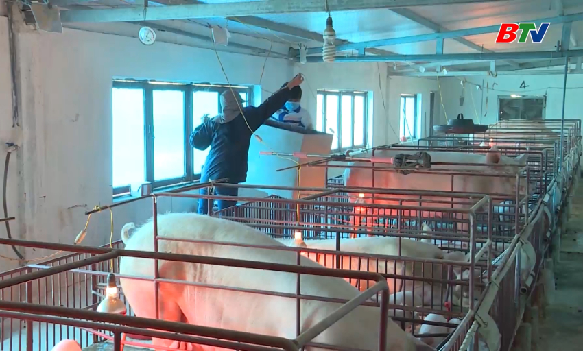 Phổ biến kiến thức: Chăm s&oacute;c v&agrave; ph&ograve;ng chống r&eacute;t cho đ&agrave;n tr&acirc;u b&ograve;